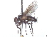  ( - CCDB-37876-C07)  @11 [ ] CreativeCommons - Attribution (2022) CBG Photography Group Centre for Biodiversity Genomics
