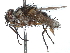  (Ossidingia - CCDB-37876-D12)  @11 [ ] CreativeCommons - Attribution (2022) CBG Photography Group Centre for Biodiversity Genomics