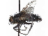  ( - CCDB-37876-F01)  @11 [ ] CreativeCommons - Attribution (2022) CBG Photography Group Centre for Biodiversity Genomics