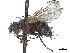  ( - CCDB-37876-F04)  @11 [ ] CreativeCommons - Attribution (2022) CBG Photography Group Centre for Biodiversity Genomics
