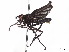 (Bibiomima - CCDB-37877-F02)  @11 [ ] CreativeCommons - Attribution (2023) CBG Photography Group Centre for Biodiversity Genomics
