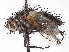 (Parerigonini - CCDB-37877-G08)  @11 [ ] CreativeCommons - Attribution (2023) CBG Photography Group Centre for Biodiversity Genomics