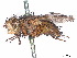  (Chaetophthalmus brevigaster - CCDB-37877-H02)  @11 [ ] CreativeCommons - Attribution (2023) CBG Photography Group Centre for Biodiversity Genomics