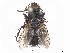 (Panzeria aldrichi - CCDB-37877-H04)  @11 [ ] CreativeCommons - Attribution (2023) CBG Photography Group Centre for Biodiversity Genomics