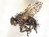  (Graphogaster nuda - CCDB-37877-H08)  @11 [ ] CreativeCommons - Attribution (2023) CBG Photography Group Centre for Biodiversity Genomics