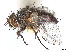  (Clausicella neomexicana - CCDB-37878-A08)  @11 [ ] CreativeCommons - Attribution (2023) CBG Photography Group Centre for Biodiversity Genomics