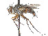  (Genea robertsonii - CCDB-37878-A11)  @11 [ ] CreativeCommons - Attribution (2023) CBG Photography Group Centre for Biodiversity Genomics