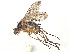  (Oxyphyllomyia - CCDB-37878-B02)  @11 [ ] CreativeCommons - Attribution (2023) CBG Photography Group Centre for Biodiversity Genomics
