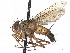  (Geneodes - CCDB-37878-B05)  @11 [ ] CreativeCommons - Attribution (2023) CBG Photography Group Centre for Biodiversity Genomics