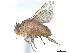  (Ceromya flava - CCDB-37878-B07)  @11 [ ] CreativeCommons - Attribution (2023) CBG Photography Group Centre for Biodiversity Genomics
