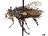  (Deopalpus californiensis - CCDB-37878-C05)  @11 [ ] CreativeCommons - Attribution (2023) CBG Photography Group Centre for Biodiversity Genomics