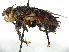  (Mikia - CCDB-37878-C09)  @11 [ ] CreativeCommons - Attribution (2023) CBG Photography Group Centre for Biodiversity Genomics
