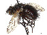  (Peleteria cornuticaudata - CCDB-37878-C10)  @11 [ ] CreativeCommons - Attribution (2023) CBG Photography Group Centre for Biodiversity Genomics