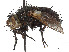 (Peleteria conjuncta - CCDB-37878-C12)  @11 [ ] CreativeCommons - Attribution (2023) CBG Photography Group Centre for Biodiversity Genomics