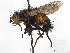  (Peleteria clara - CCDB-37878-D01)  @11 [ ] CreativeCommons - Attribution (2023) CBG Photography Group Centre for Biodiversity Genomics