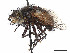  (Peleteria posticata - CCDB-37878-D02)  @11 [ ] CreativeCommons - Attribution (2023) CBG Photography Group Centre for Biodiversity Genomics