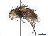  (Peleteria incontesta - CCDB-37878-D03)  @11 [ ] CreativeCommons - Attribution (2023) CBG Photography Group Centre for Biodiversity Genomics
