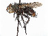  (Peleteria neotexensis - CCDB-37878-D05)  @11 [ ] CreativeCommons - Attribution (2023) CBG Photography Group Centre for Biodiversity Genomics