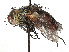  (Peleteria townsendi - CCDB-37878-D06)  @11 [ ] CreativeCommons - Attribution (2023) CBG Photography Group Centre for Biodiversity Genomics