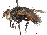  (Peleteria valida - CCDB-37878-D07)  @11 [ ] CreativeCommons - Attribution (2023) CBG Photography Group Centre for Biodiversity Genomics