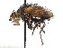  (Tachina brevirostris - CCDB-37878-D09)  @11 [ ] CreativeCommons - Attribution (2023) CBG Photography Group Centre for Biodiversity Genomics