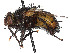  (Tachina dakotensis - CCDB-37878-D12)  @11 [ ] CreativeCommons - Attribution (2023) CBG Photography Group Centre for Biodiversity Genomics