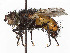  (Tachina egula - CCDB-37878-E01)  @11 [ ] CreativeCommons - Attribution (2023) CBG Photography Group Centre for Biodiversity Genomics