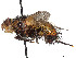  (Tachina latifacies - CCDB-37878-E04)  @11 [ ] CreativeCommons - Attribution (2023) CBG Photography Group Centre for Biodiversity Genomics