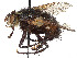  (Tachina latiforceps - CCDB-37878-E05)  @11 [ ] CreativeCommons - Attribution (2023) CBG Photography Group Centre for Biodiversity Genomics