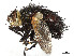  (Tachina latianulum - CCDB-37878-E08)  @11 [ ] CreativeCommons - Attribution (2023) CBG Photography Group Centre for Biodiversity Genomics