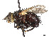  (Tachina rostrata - CCDB-37878-E10)  @11 [ ] CreativeCommons - Attribution (2023) CBG Photography Group Centre for Biodiversity Genomics