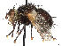  (Tachina spineiventer - CCDB-37878-E11)  @11 [ ] CreativeCommons - Attribution (2023) CBG Photography Group Centre for Biodiversity Genomics