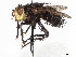  (Archytas nonamensis - CCDB-37878-F02)  @11 [ ] CreativeCommons - Attribution (2023) CBG Photography Group Centre for Biodiversity Genomics