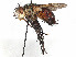  (Archytas rufiventris - CCDB-37878-F03)  @11 [ ] CreativeCommons - Attribution (2023) CBG Photography Group Centre for Biodiversity Genomics