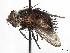 (Pararchytas hammondi - CCDB-37878-F08)  @11 [ ] CreativeCommons - Attribution (2023) CBG Photography Group Centre for Biodiversity Genomics