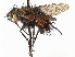 (Epalpodes - CCDB-37878-F09)  @11 [ ] CreativeCommons - Attribution (2023) CBG Photography Group Centre for Biodiversity Genomics