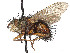  (Epalpus rufipes - CCDB-37878-F10)  @11 [ ] CreativeCommons - Attribution (2023) CBG Photography Group Centre for Biodiversity Genomics