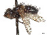  (Gnadochaeta lasia - CCDB-37878-G04)  @11 [ ] CreativeCommons - Attribution (2023) CBG Photography Group Centre for Biodiversity Genomics