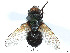  (Gnadochaeta mesensis - CCDB-37878-G05)  @11 [ ] CreativeCommons - Attribution (2023) CBG Photography Group Centre for Biodiversity Genomics