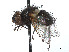  (Gnadochaeta morinioides - CCDB-37878-G06)  @11 [ ] CreativeCommons - Attribution (2023) CBG Photography Group Centre for Biodiversity Genomics