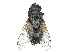 (Gnadochaeta neomexicana - CCDB-37878-G07)  @11 [ ] CreativeCommons - Attribution (2023) CBG Photography Group Centre for Biodiversity Genomics