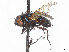  (Gnadochaeta ruficornis - CCDB-37878-G08)  @11 [ ] CreativeCommons - Attribution (2023) CBG Photography Group Centre for Biodiversity Genomics