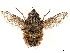  ( - CCDB-37878-H03)  @11 [ ] CreativeCommons - Attribution (2023) CBG Photography Group Centre for Biodiversity Genomics