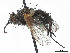  (Macquartia obscura - CCDB-37878-H06)  @11 [ ] CreativeCommons - Attribution (2023) CBG Photography Group Centre for Biodiversity Genomics