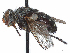  (Ateloglossa erythrocera - CCDB-37879-B03)  @11 [ ] CreativeCommons - Attribution (2023) CBG Photography Group Centre for Biodiversity Genomics