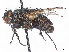  (Ateloglossa ochreicornis - CCDB-37879-B05)  @11 [ ] CreativeCommons - Attribution (2023) CBG Photography Group Centre for Biodiversity Genomics