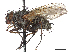  (Ptilodexia rufipennis - CCDB-37879-C02)  @11 [ ] CreativeCommons - Attribution (2023) CBG Photography Group Centre for Biodiversity Genomics