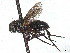  ( - CCDB-37879-C11)  @11 [ ] CreativeCommons - Attribution (2023) CBG Photography Group Centre for Biodiversity Genomics