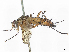  ( - CCDB-37879-E05)  @11 [ ] CreativeCommons - Attribution (2023) CBG Photography Group Centre for Biodiversity Genomics