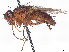  (Eumegaparia - CCDB-37880-F10)  @11 [ ] CreativeCommons - Attribution (2023) CBG Photography Group Centre for Biodiversity Genomics